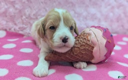 Cockapoo dogs for sale: Betsy - Image 8
