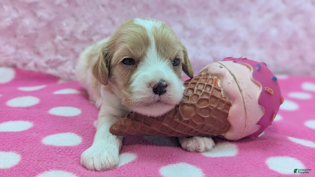 Cockapoo dogs for sale: Betsy - Image 8
