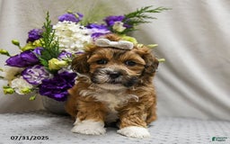 Shihpoo dogs for sale: Caramel - Image 3