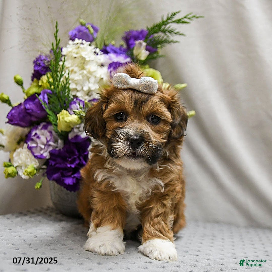 Shihpoo dogs for sale: Caramel - Image 3