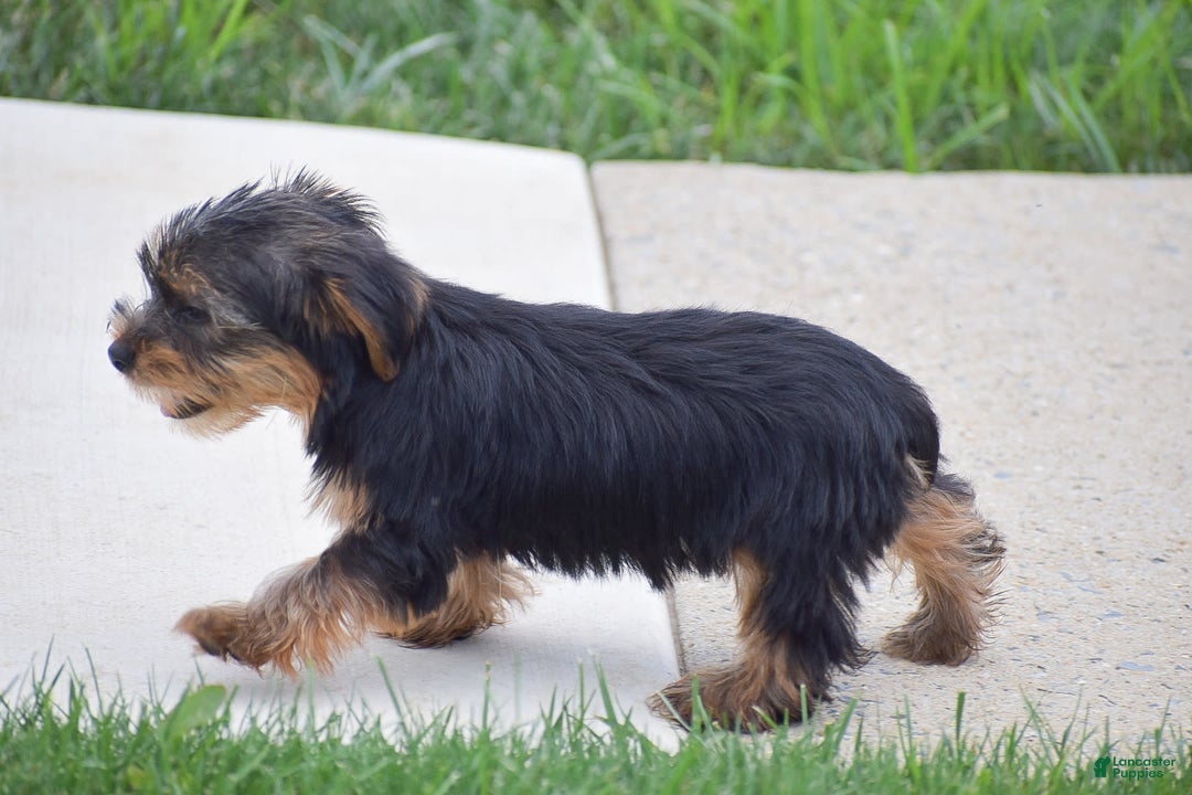 Yorkshire Terrier dogs for sale: Rocky - Image 2