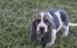 Basset Hound dogs for sale: Ann - Listing for pets: Ann, DEB, Flo, IDA, Jed, Ned, Ted - Image 2