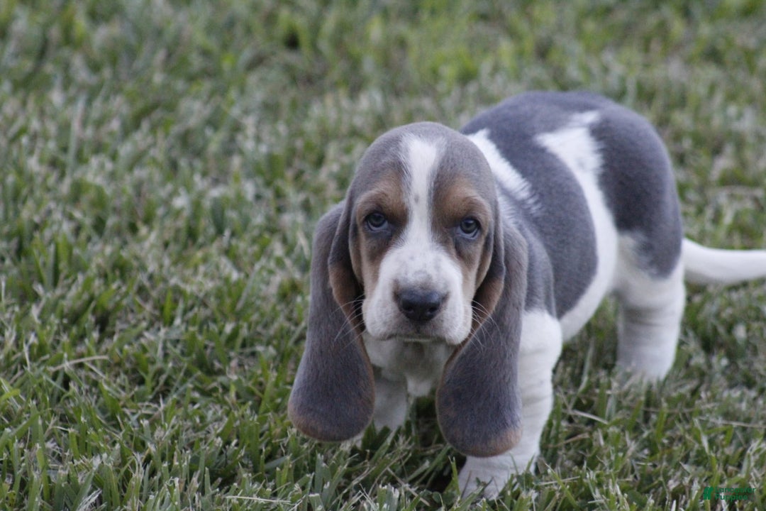 Basset Hound dogs for sale: Ann - Listing for pets: Ann, DEB, Flo, IDA, Jed, Ned, Ted - Image 2