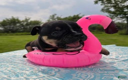 Olde English Bulldogge dogs for sale: George - Image 25