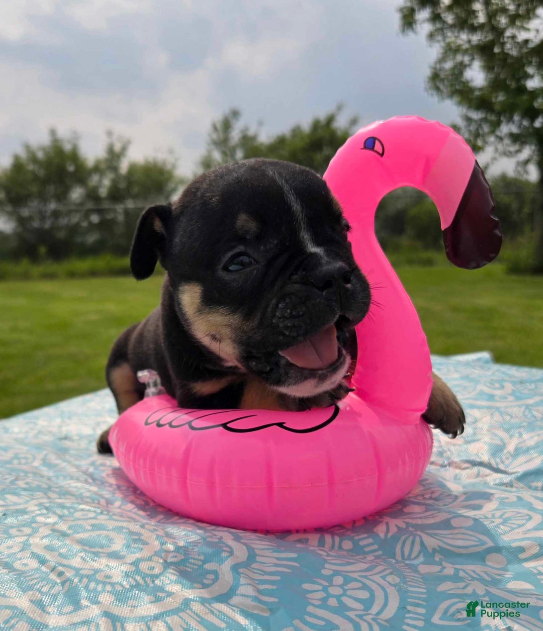Olde English Bulldogge dogs for sale: George - Image 25