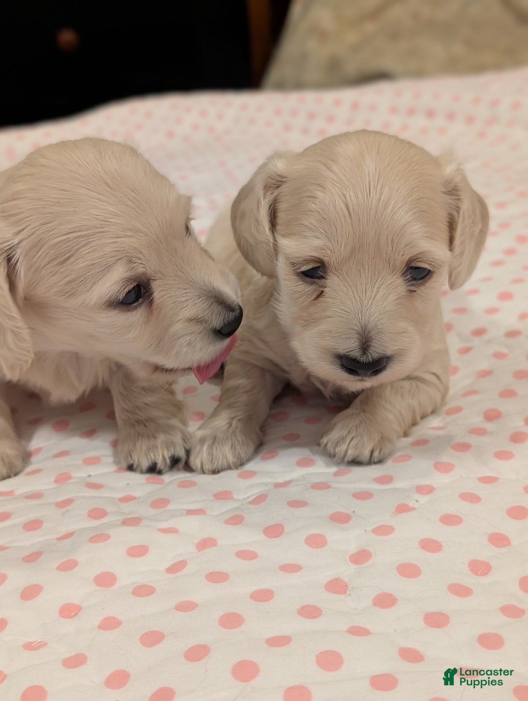 Miniature Dachshund dogs for sale: Berry Moon - Image 7