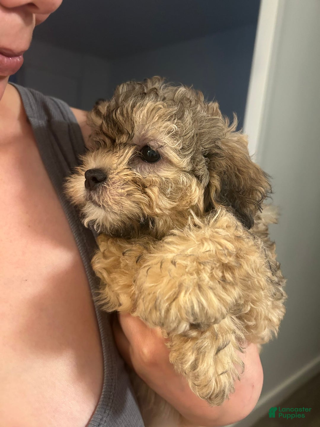 Shihpoo dogs for sale: Phoebe - Image 3