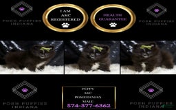 Pomeranian dogs for sale: Peppy - Image 3