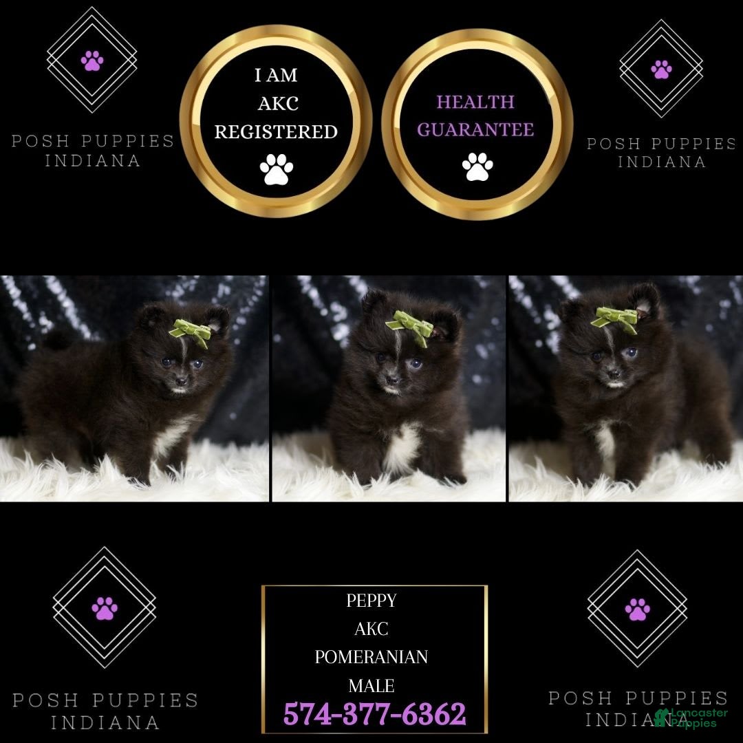 Pomeranian dogs for sale: Peppy - Image 3