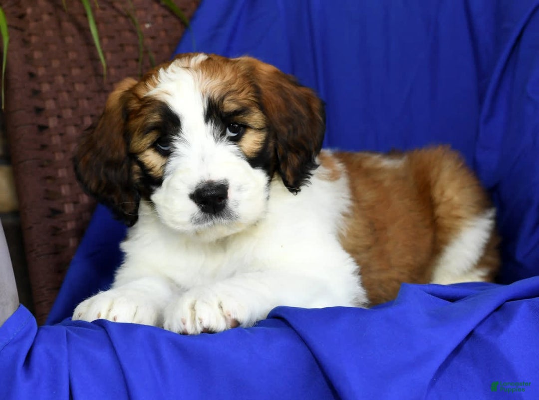 Saint Berdoodles dogs for sale: Diva - Image 1