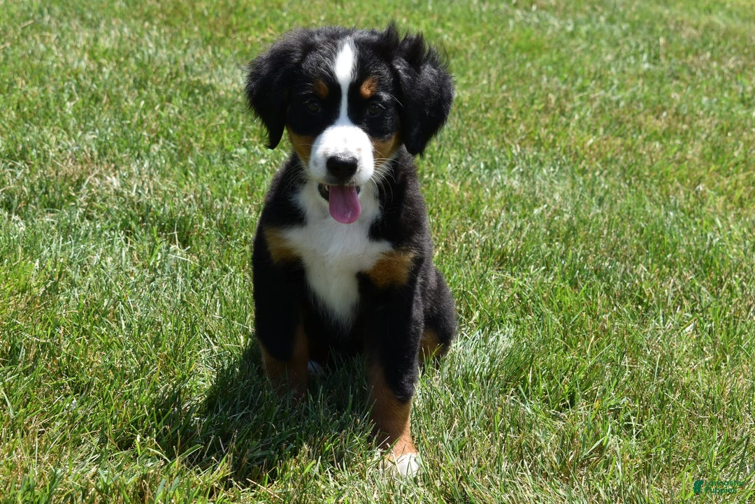 Bernese Mountain Dog dogs for sale: Lexi - Image 2