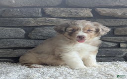 Australian Shepherd dogs for sale: Reese - Image 4