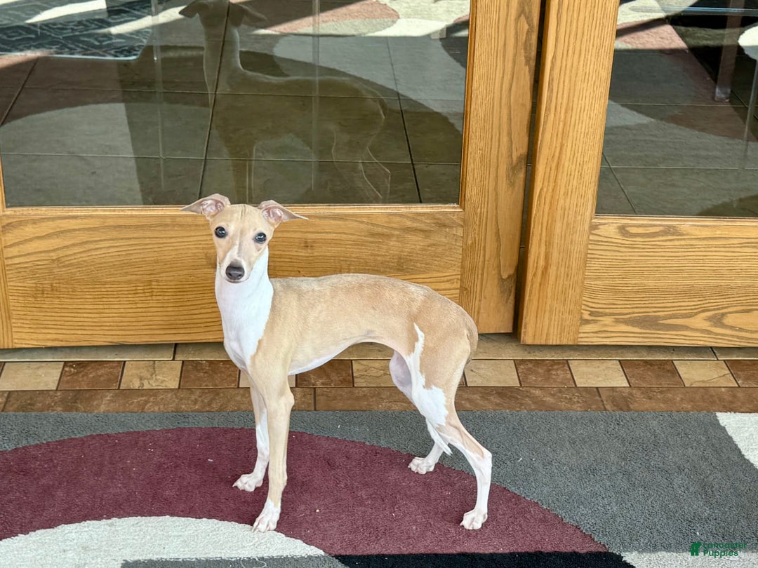 Italian Greyhound dogs for sale: Heather - Image 6