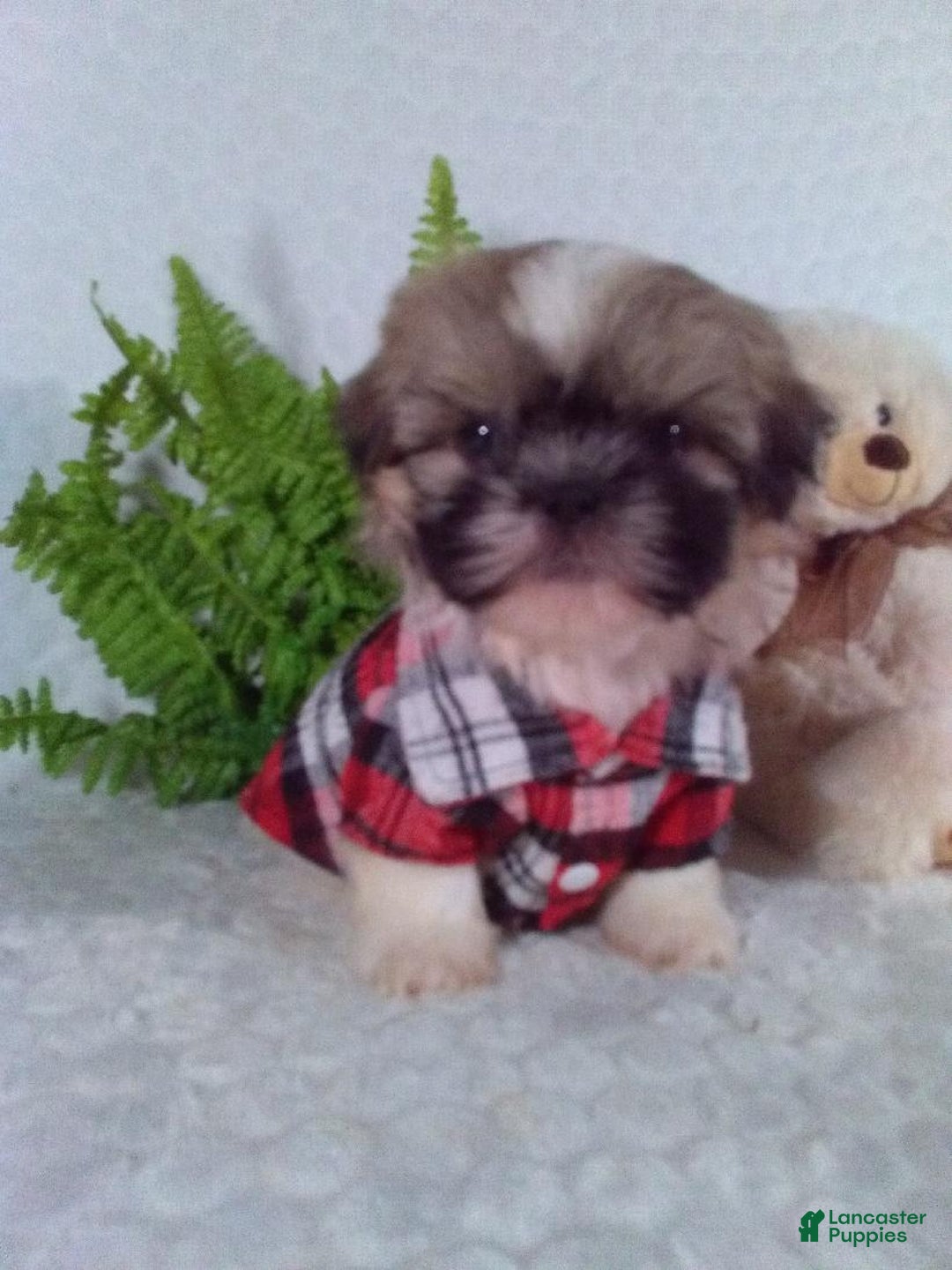 Shih Tzu dogs for sale: Hunter - Image 2