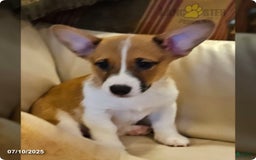 American Corgi dogs for sale: American Corgi litter of 3 puppies - Image 1
