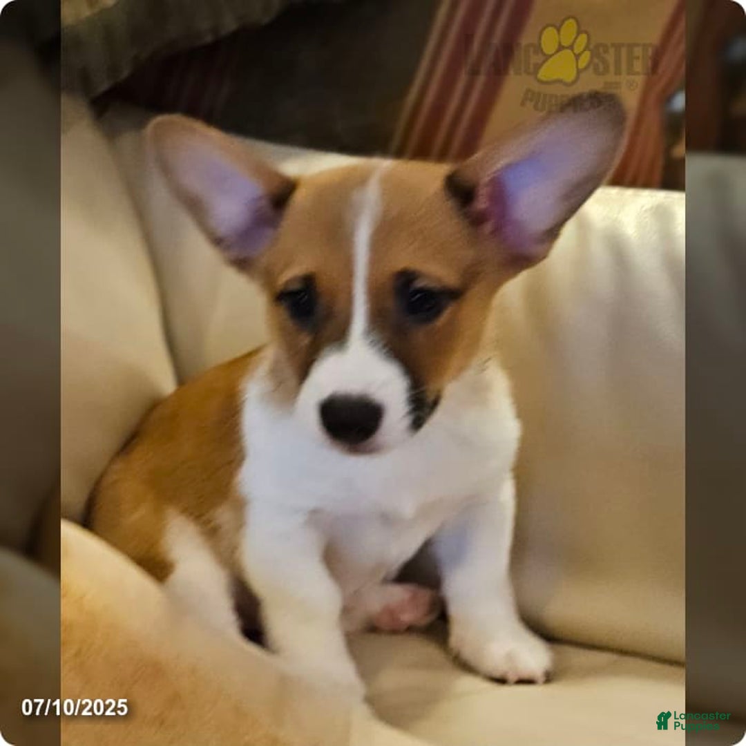 American Corgi dogs for sale: American Corgi litter of 3 puppies - Image 1