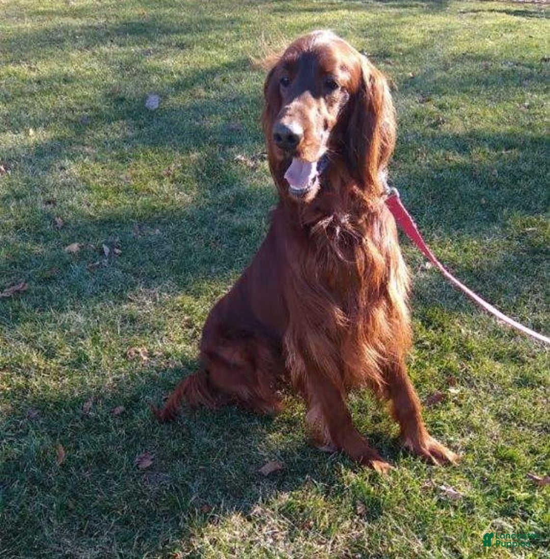Irish Setter dogs for sale: Maverick - Image 11