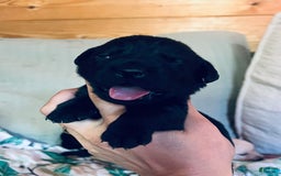 Labrador Retriever dogs for sale: Labrador Retriever 9 puppies - Image 5