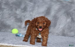 Mini Goldendoodle dogs for sale: Clint - Image 11