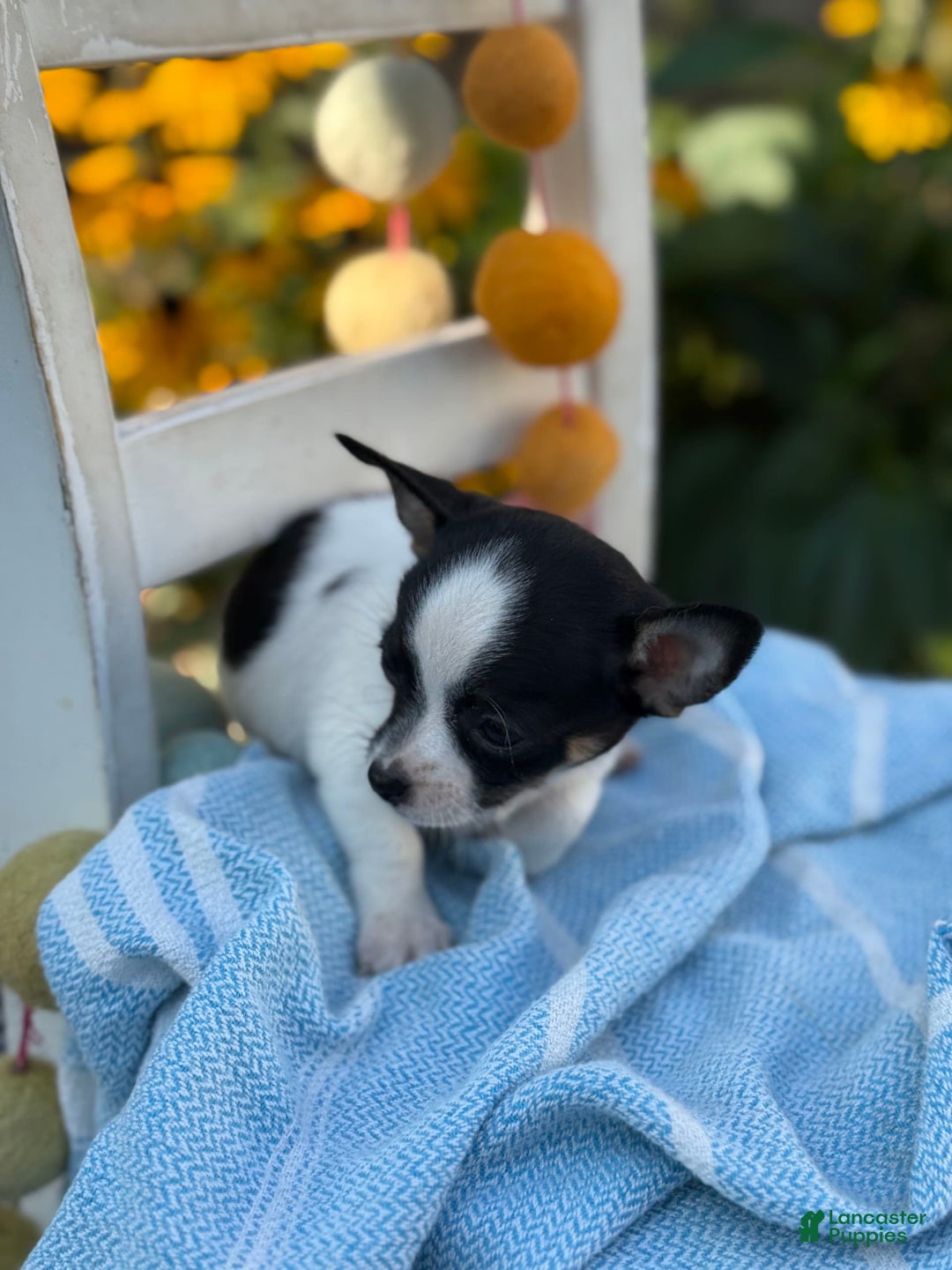 Chihuahua dogs for sale: Chihuahua 3 puppies - Image 11