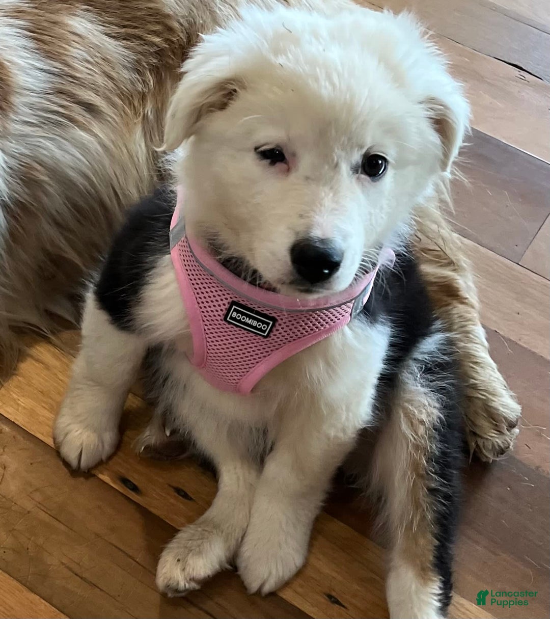 Australian Shepherd dogs for sale: Sugar - Image 13