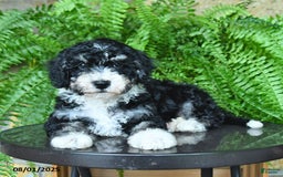 Mini Aussiedoodle dogs for sale: Curly - Image 3