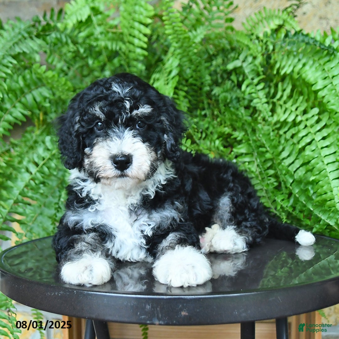 Mini Aussiedoodle dogs for sale: Curly - Image 3