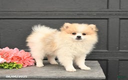 Pomeranian dogs for sale: Willow - Image 4