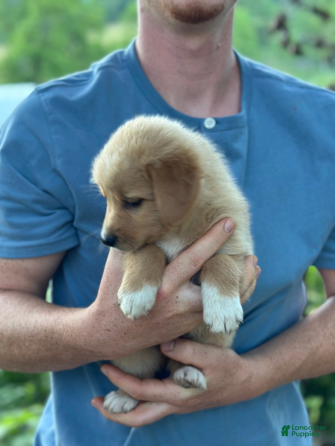 Golden Retriever dogs for sale: Female 1 - Image 4