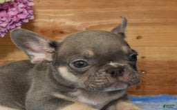 French Bulldog dogs for sale: A J - Image 3