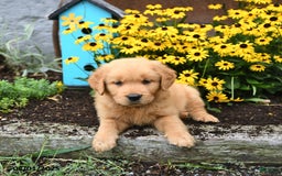 Golden Retriever dogs for sale: Franklin - Image 4