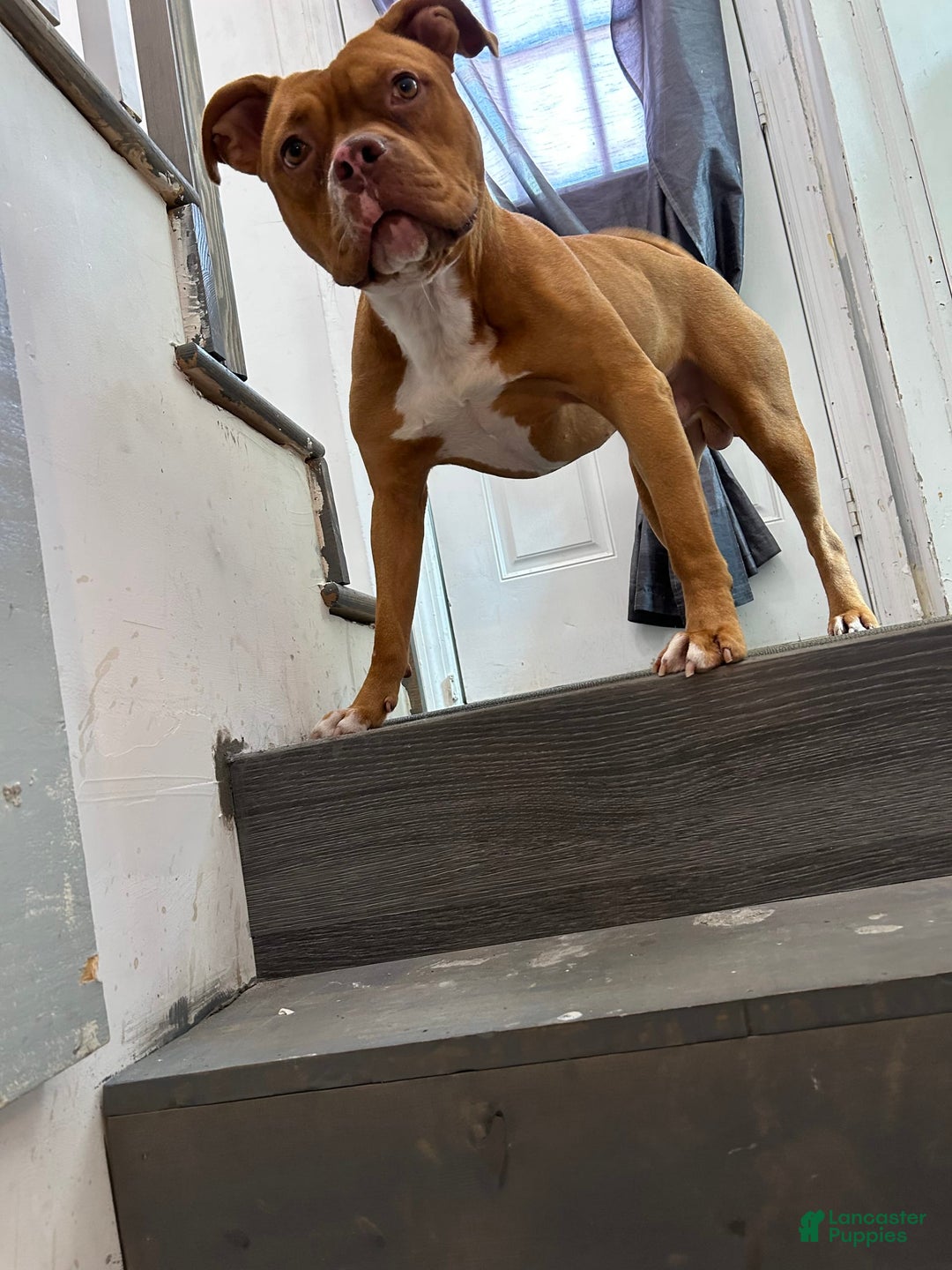Mountain Cur dogs for sale: N/a - Image 4