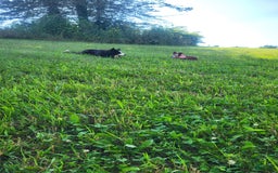 Border Collie dogs for sale: Ollie - Image 3