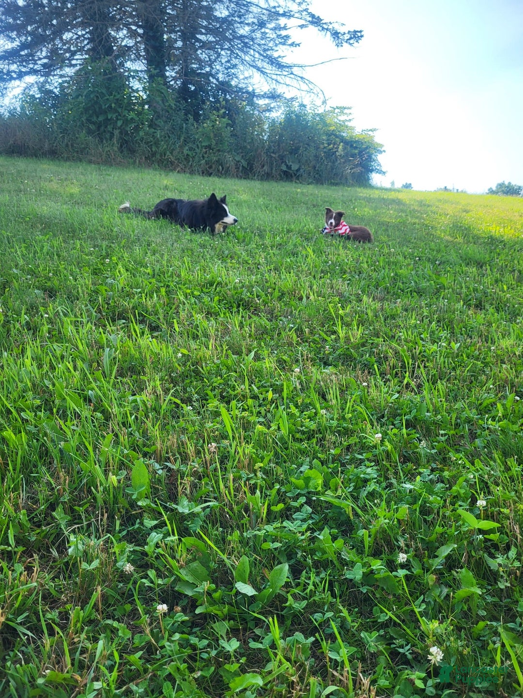 Border Collie dogs for sale: Ollie - Image 3