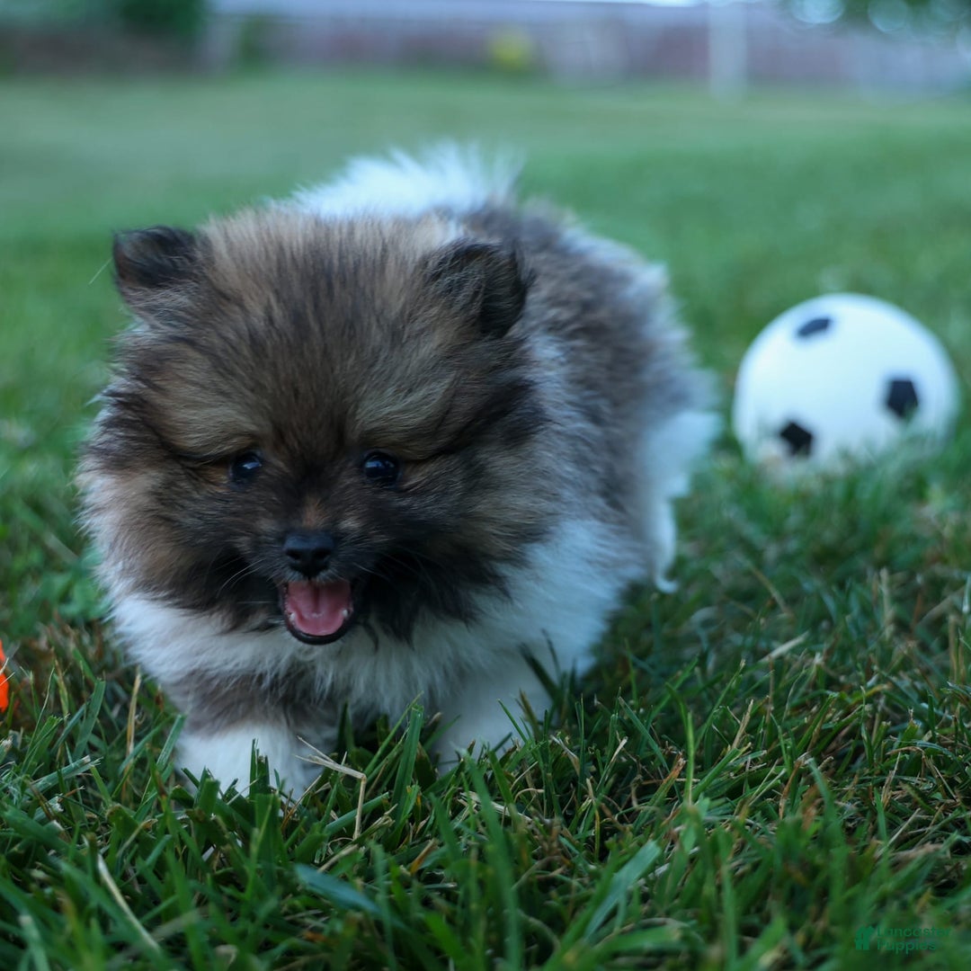 Pomeranian dogs for sale: Bobby - Image 22