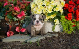 English Bulldog dogs for sale: Avery - Image 2