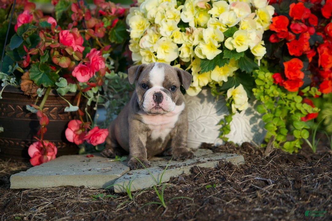 English Bulldog dogs for sale: Avery - Image 2