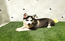 Siberian Husky dogs for sale: Babe - Image 2
