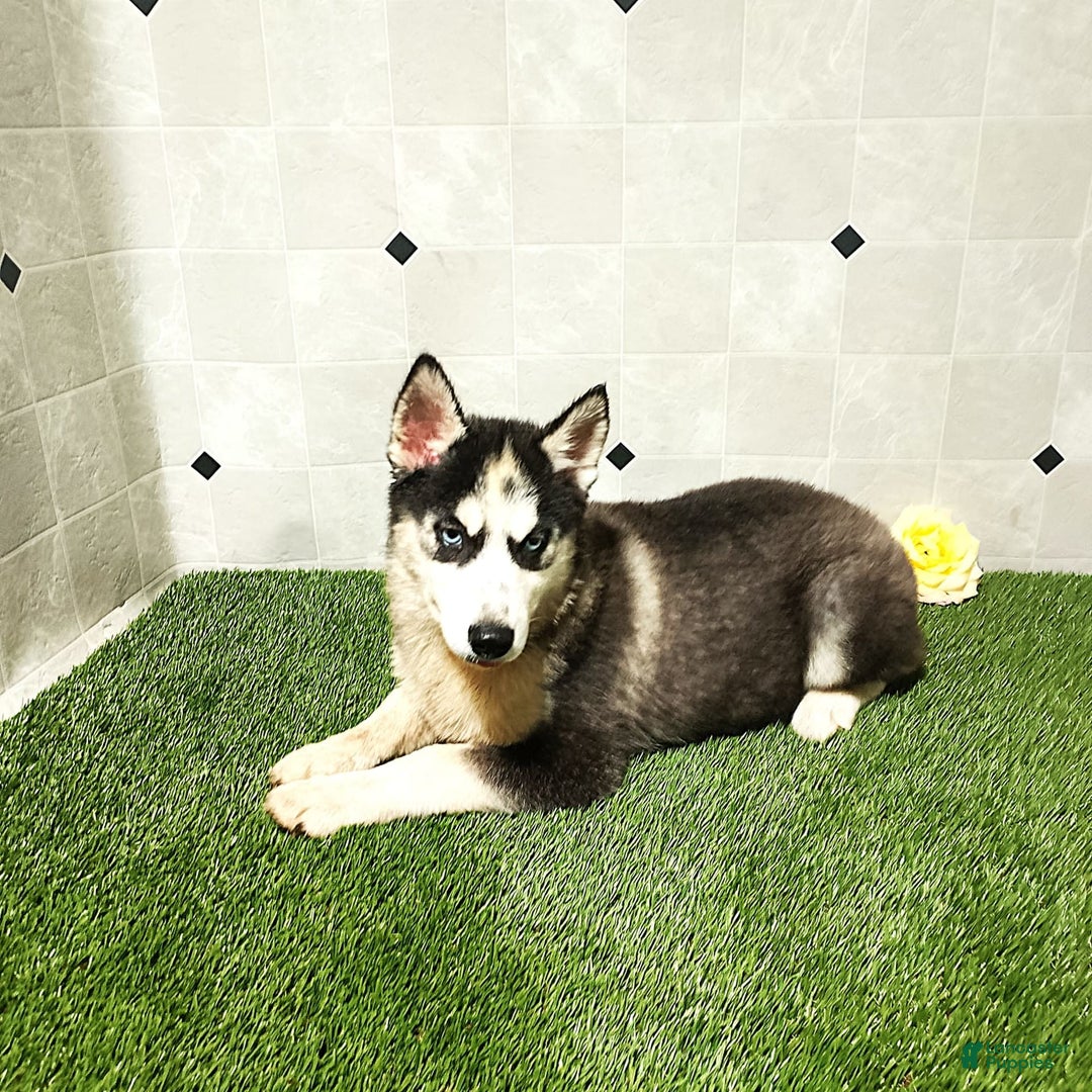 Siberian Husky dogs for sale: Babe - Image 2