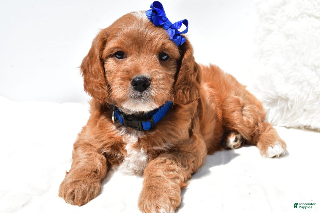 Mini Goldendoodle dogs for sale: Rascal - Image 2