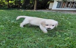 Golden Retriever dogs for sale: Pepper - Image 8