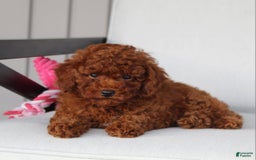 Toy Poodle dogs for sale: Elena - Image 5