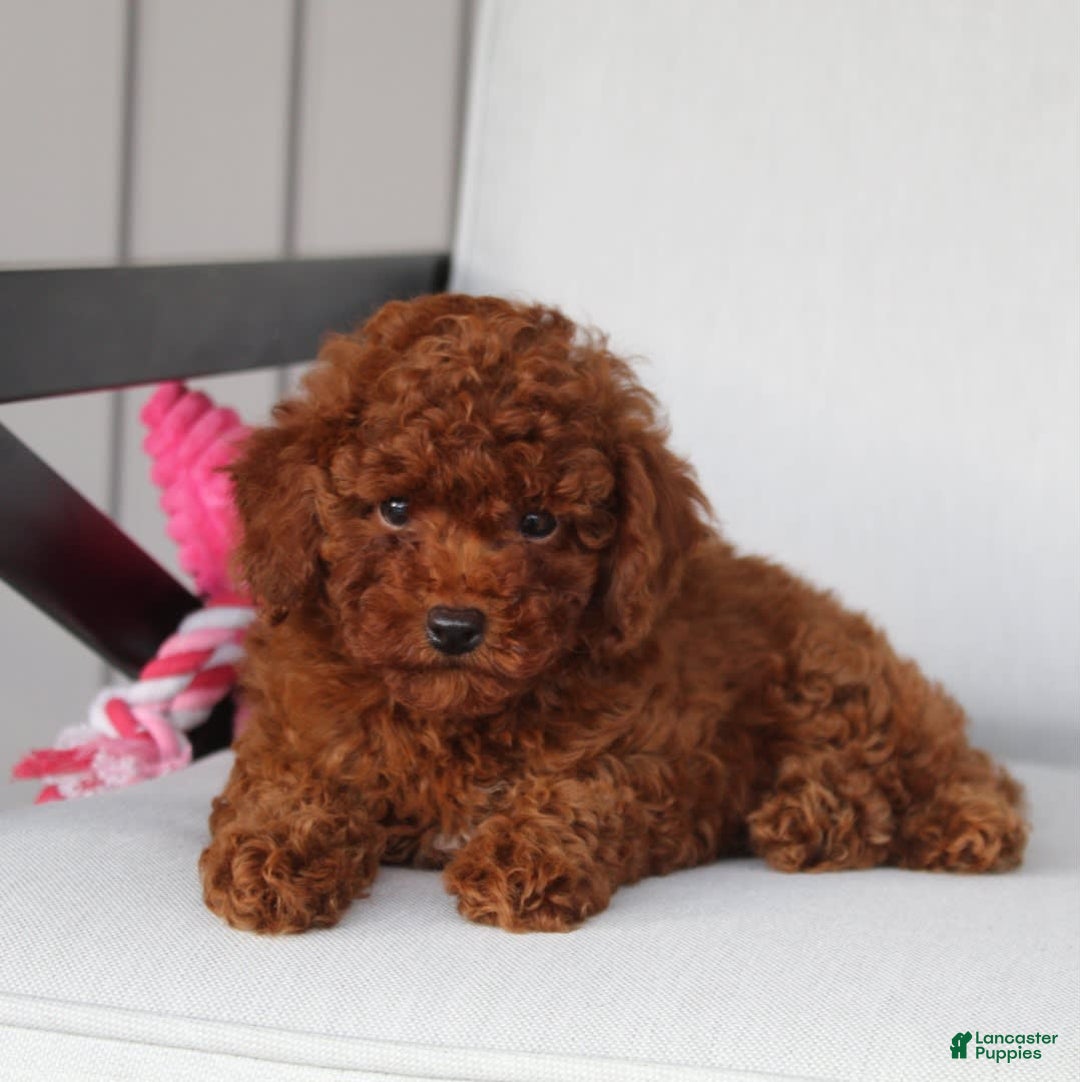 Toy Poodle dogs for sale: Elena - Image 5