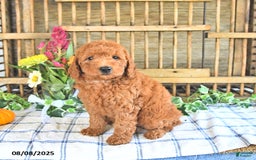 Mini Goldendoodle dogs for sale: Prince - Image 5