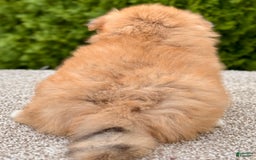 Pomeranian dogs for sale: Oliver - Image 1