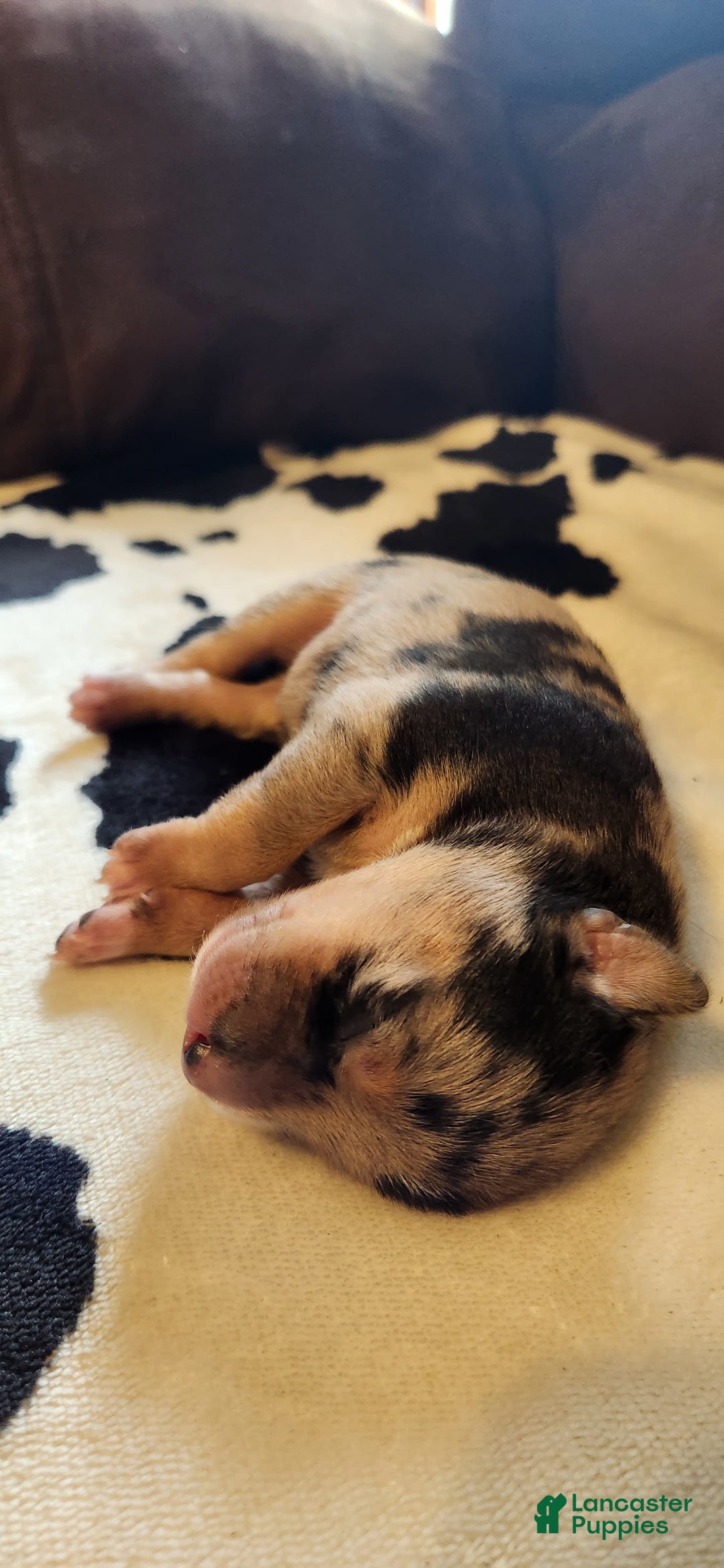 Catahoula Leopard Dog dogs for sale: Paris - Image 4