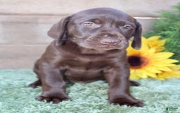 Labrador Retriever dogs for sale: Sally - Image 3