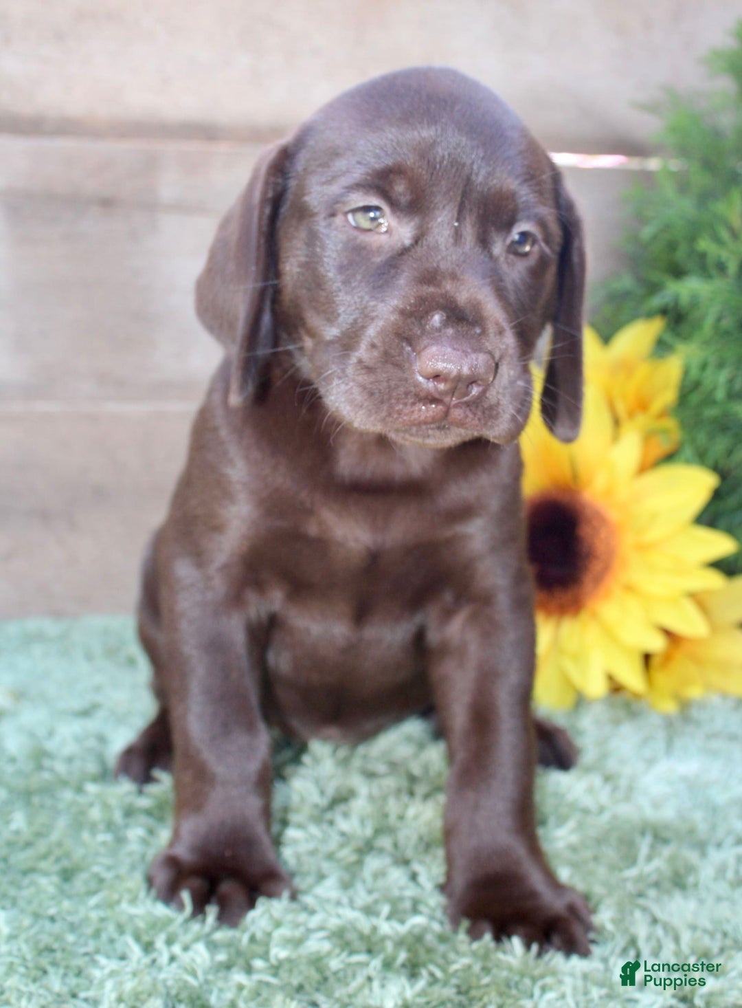 Labrador Retriever dogs for sale: Sally - Image 3