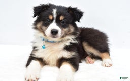 Australian Shepherd dogs for sale: Reese - Image 3