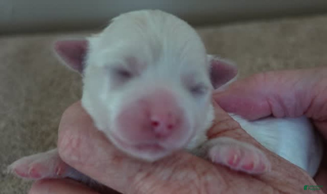 Maltese dogs for sale: Tinker - Image 1